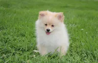 Layla, a female Pomeranian for sale in Millersburg, OH – 4 of 8