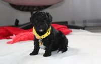 Rocky, a male Yorkipoo for sale in Millersburg, OH – 6 of 10