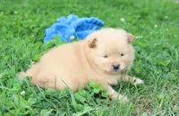 Finn, a male Pomeranian for sale in Millersburg, OH – 5 of 7