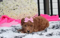 Sunny, a female Bichpoo for sale in Millersburg, OH – 9 of 10