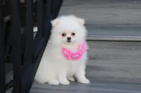 Reese, a female Pomeranian for sale in Millersburg, OH – 2 of 10