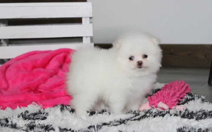 Reese – Pomeranian puppy for sale in Millersburg, OH