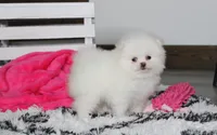Reese, a female Pomeranian for sale in Millersburg, OH – 1 of 10
