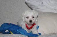 Jojo, a male Bichon Frise for sale in Millersburg, OH – 5 of 10