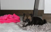 Bailey , a female Pomeranian for sale in Millersburg, OH – 8 of 10