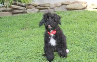 Ranger, a male Yorkipoo for sale in Millersburg, OH – 4 of 8
