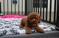 Phoebe , a female Cockapoo for sale in Millersburg, OH – 4 of 7