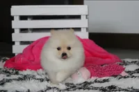 Ruby, a female Pomeranian for sale in Millersburg, OH – 8 of 9