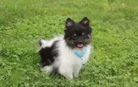 ZIGGY, a male Pomeranian for sale in Millersburg, OH – 4 of 10