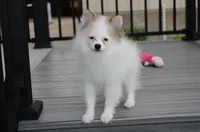 Cora, a female Pomeranian for sale in Millersburg, OH – 3 of 8