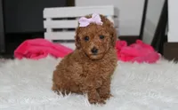 Sierra , a female Poodle - Miniature  for sale in Millersburg, OH – 7 of 7