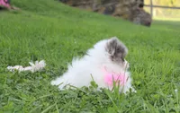 Flora, a female Pomeranian for sale in Millersburg, OH – 6 of 7