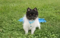 ZIGGY, a male Pomeranian for sale in Millersburg, OH – 6 of 10