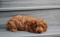 Lacie, a female Cockapoo for sale in Millersburg, OH – 7 of 8