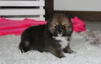 Bailey , a female Pomeranian for sale in Millersburg, OH – 6 of 10