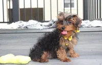 Enzo, a male Yorkipoo for sale in Millersburg, OH – 7 of 8