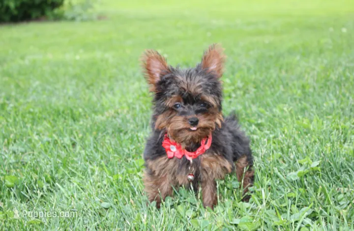 Emmett  – Yorkipoo puppy for sale in Millersburg, OH