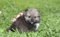 Jazzy, a female Pomeranian for sale in Millersburg, OH – 2 of 10