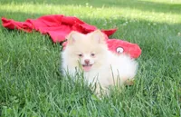 Teddy , a male Pomeranian for sale in Millersburg, OH – 7 of 9