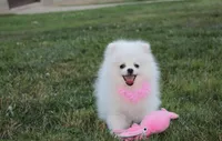 Reese, a female Pomeranian for sale in Millersburg, OH – 7 of 8