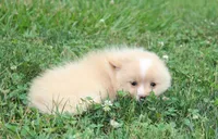 Lexi, a female Pomeranian for sale in Millersburg, OH – 4 of 8
