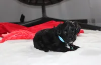 Ranger, a male Yorkipoo for sale in Millersburg, OH – 2 of 7
