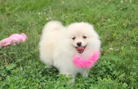 Layla, a female Pomeranian for sale in Millersburg, OH – 6 of 7