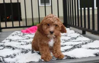 Felicity , a female Cavapoo for sale in Millersburg, OH – 4 of 10