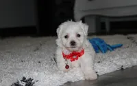 Jojo, a male Bichon Frise for sale in Millersburg, OH – 7 of 10