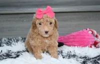 Kalila, a female Bichpoo for sale in Millersburg, OH – 4 of 5