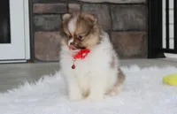 Bentley , a male Pomeranian for sale in Millersburg, OH – 7 of 10