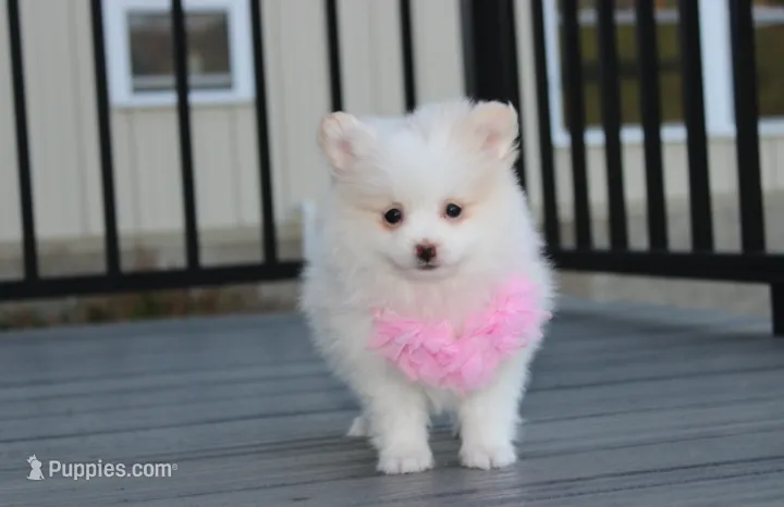 Marshmallow  – Pomeranian puppy for sale in Millersburg, OH