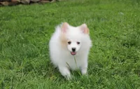 Luna, a female Pomeranian for sale in Millersburg, OH – 7 of 9