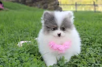 Flora, a female Pomeranian for sale in Millersburg, OH – 7 of 7
