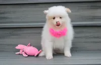 Luna, a female Pomeranian for sale in Millersburg, OH – 4 of 10