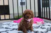 Sierra , a female Poodle - Miniature  for sale in Millersburg, OH – 6 of 7