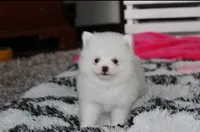 Bianca , a female Pomeranian for sale in Millersburg, OH – 9 of 9