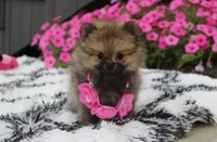 Zoey, a female Pomeranian for sale in Millersburg, OH – 2 of 10