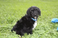 Ranger, a male Yorkipoo for sale in Millersburg, OH – 8 of 10