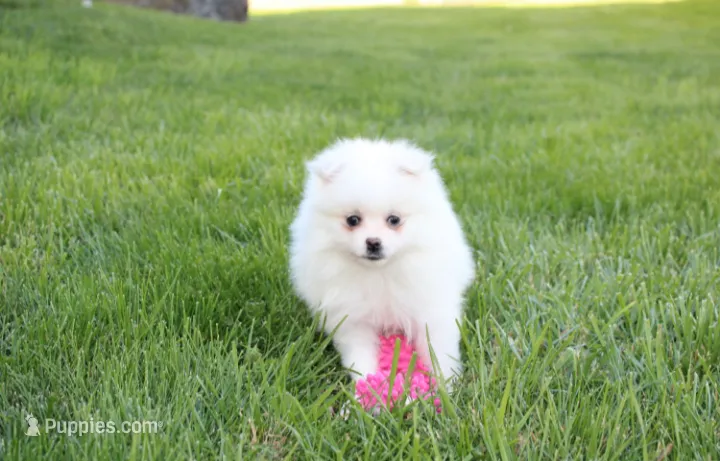 Missy  – Pomeranian puppy for sale in Millersburg, OH
