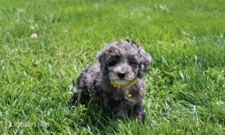 Arlo – Poodle - Miniature  puppy for sale in Millersburg, OH