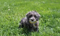 Arlo, a male Poodle - Miniature  for sale in Millersburg, OH – Photo 1 of 7