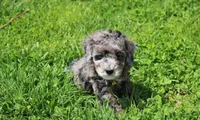 Arlo, a male Poodle - Miniature  for sale in Millersburg, OH – Photo 7 of 7