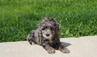 Arlo, a male Poodle - Miniature  for sale in Millersburg, OH – Photo 5 of 7