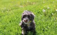 Arlo, a male Poodle - Miniature  for sale in Millersburg, OH – Photo 3 of 7