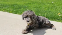 Arlo, a male Poodle - Miniature  for sale in Millersburg, OH – Photo 4 of 7