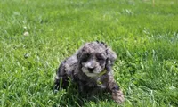 Arlo, a male Poodle - Miniature  for sale in Millersburg, OH – Photo 6 of 7