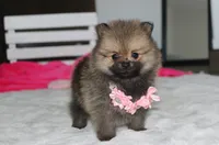 Zoey, a female Pomeranian for sale in Millersburg, OH – 5 of 10