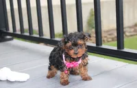 Ella , a female Yorkipoo for sale in Millersburg, OH – 5 of 7