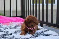 Sasha , a female Poodle - Miniature  for sale in Millersburg, OH – 4 of 10